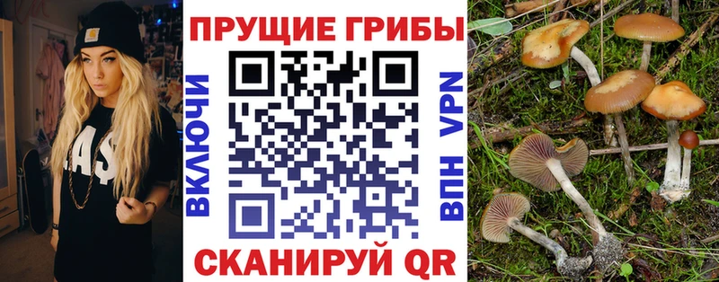 Псилоцибиновые грибы Cubensis  купить  сайты  OMG tor  Наволоки 